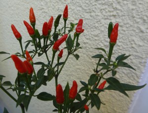 DSC08017