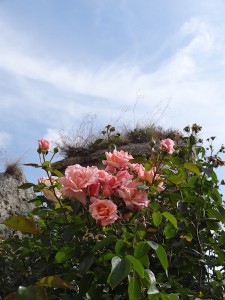 Rosen im Zwinger